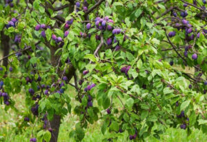 prunus americana seeds american plum tree