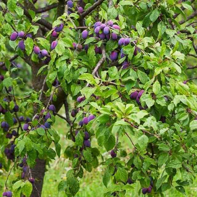 Best-Fruit-Trees-And-Berries-To-Grow-In-The-Shade