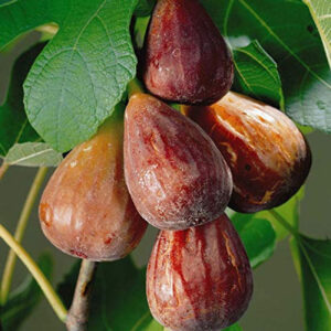 Brown Turkey Tree