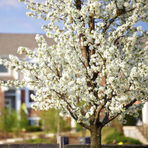 prunus-americana-seeds-american-plum-tree-1