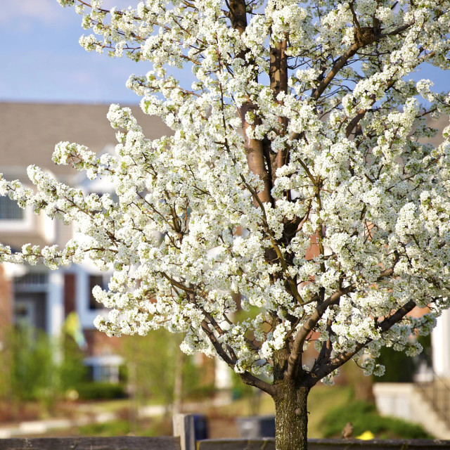 prunus-americana-seeds-american-plum-tree-1