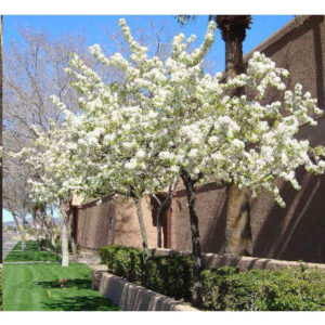 prunus americana seeds american plum tree