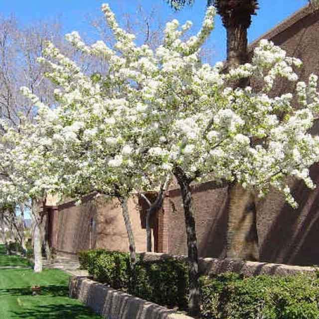 prunus americana seeds american plum tree