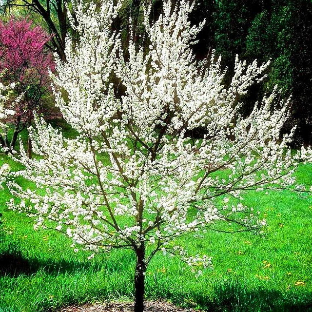 prunus-americana-seeds-american-plum-tree